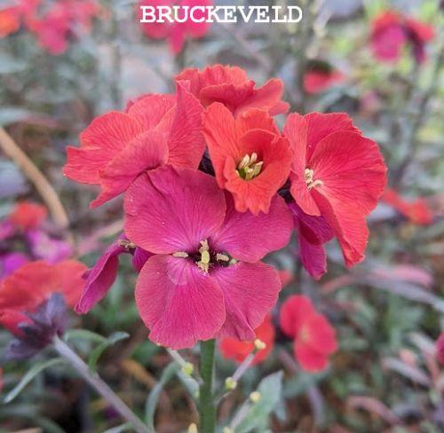 Erysimum 'Red Jep'