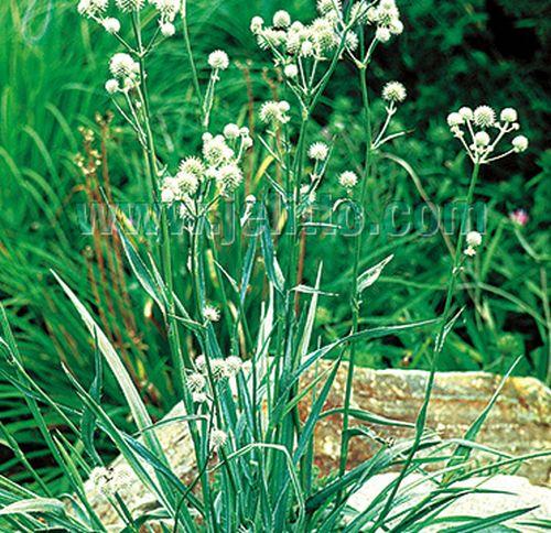 Eryngium yuccifolium