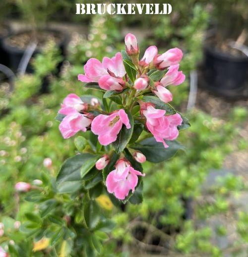 Escallonia 'Apple Blossom'