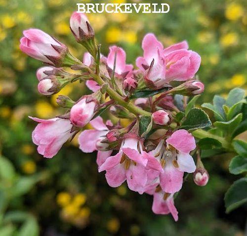 Escallonia 'Apple Blossom'