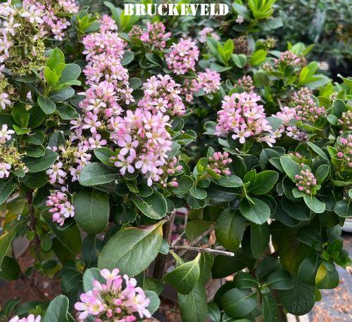 Escallonia 'Pink Elle' ®