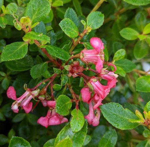 Escallonia 'Red Dream'