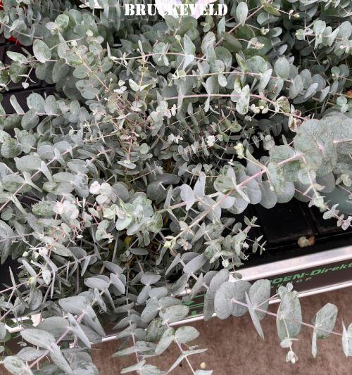 Eucalyptus cinerea