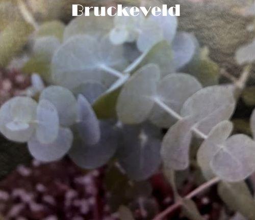 Eucalyptus cinerea