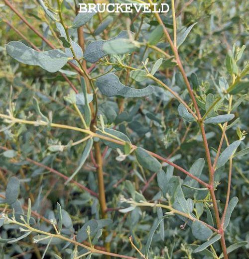 Eucalyptus gunnii 'France Blue' (Regun)