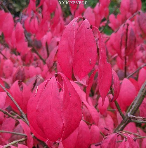 Euonymus alatus