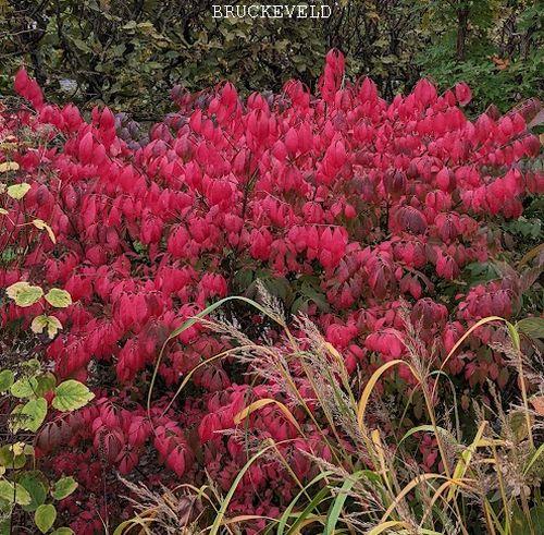 Euonymus alatus