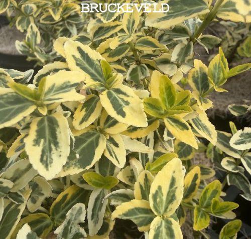 Euonymus fortunei 'Emerald Gold'