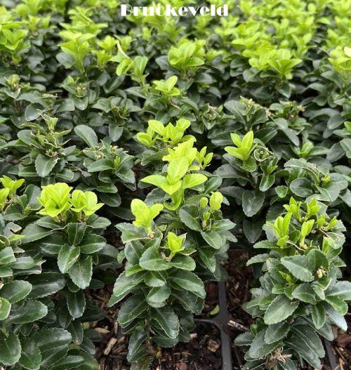 Euonymus japonicus 'Green Rocket'