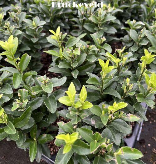 Euonymus japonicus 'Jean Hughues'