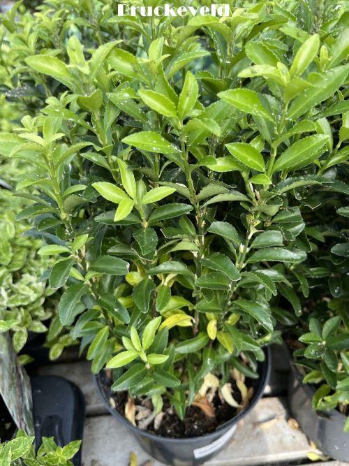 Euonymus japonicus 'Jean Hughues'