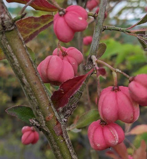Euonymus planipes