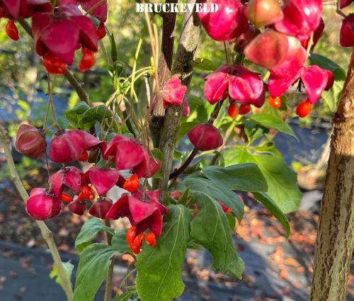 Euonymus planipes