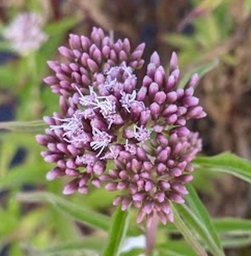 Eupatorium cannabinum
