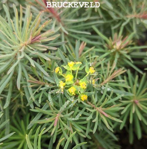 Euphorbia cyparissias 'Clarice Howard'