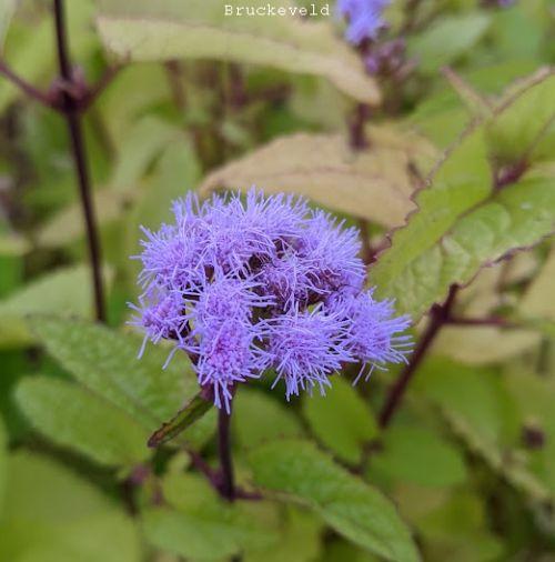 Eupatorium coelestinum