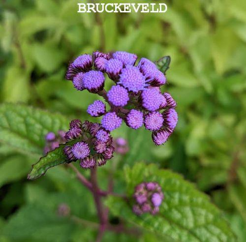Eupatorium coelestinum