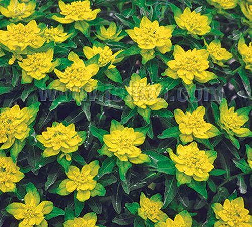 Euphorbia polychroma (epithymoides)