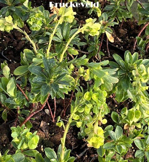 Euphorbia amygdaloides var. robbiae