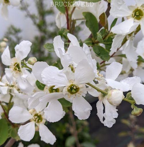 Exochorda macrantha 'Blushing Pearl'