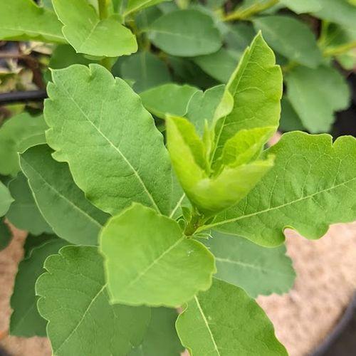 Exochorda racemosa