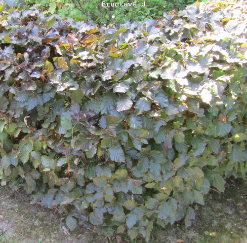 Fagus syl. 'Atropunicea'