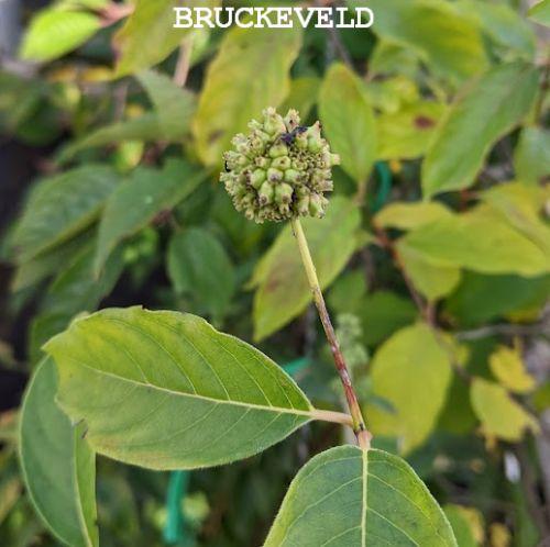 Fagus orientalis