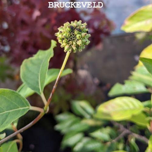 Fagus orientalis