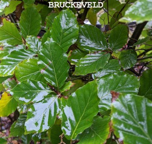 Fagus sylvatica
