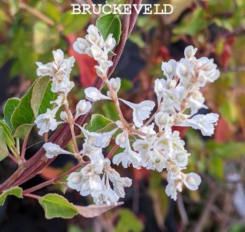 Fallopia aubertii  ( bruidssluier)