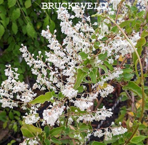 Fallopia aubertii  ( bruidssluier)