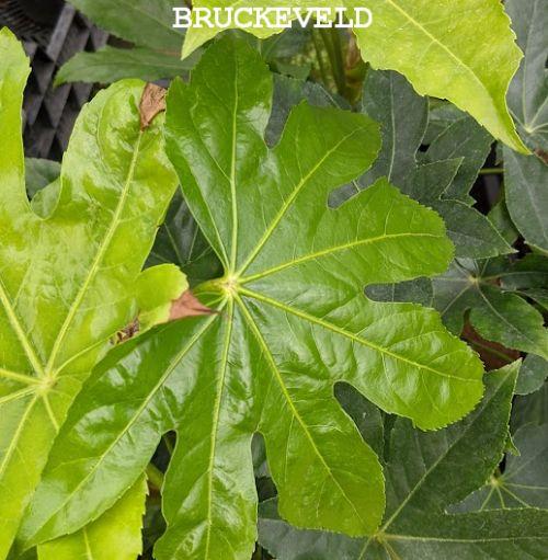 Fatsia japonica