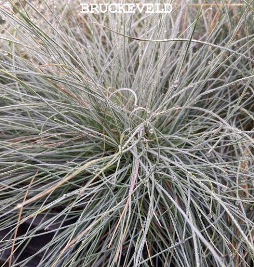 Festuca glauca