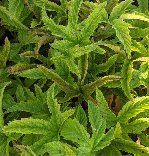 Filipendula purpurea 'Elegans'