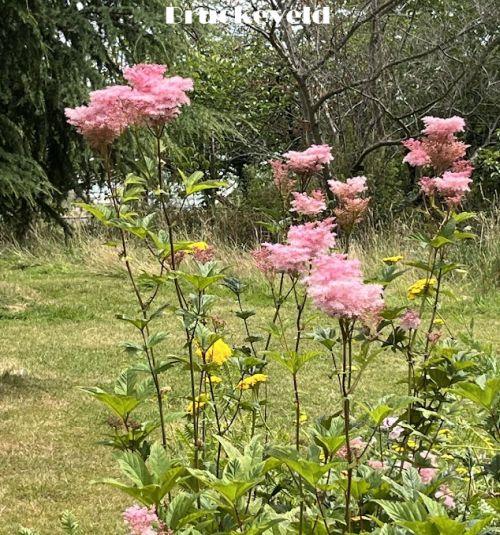Filipendula rubra 'Venusta '