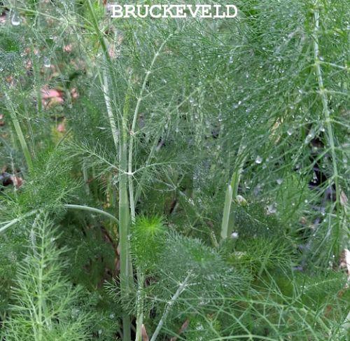 Foeniculum vulgare venkel