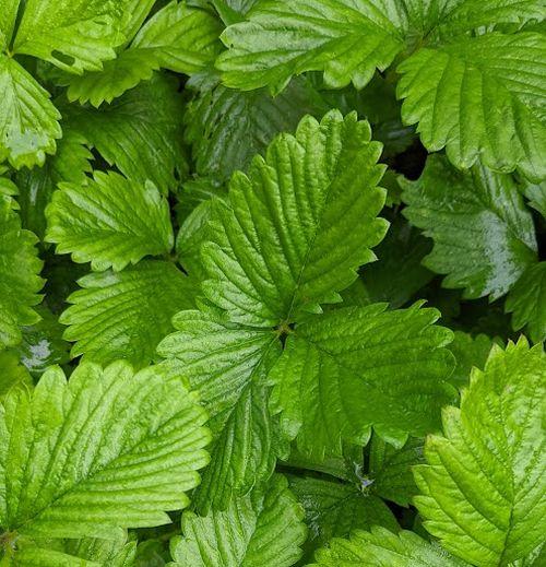 Fragaria moschata