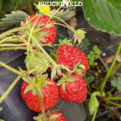 Fragaria ana. 'Ostara'