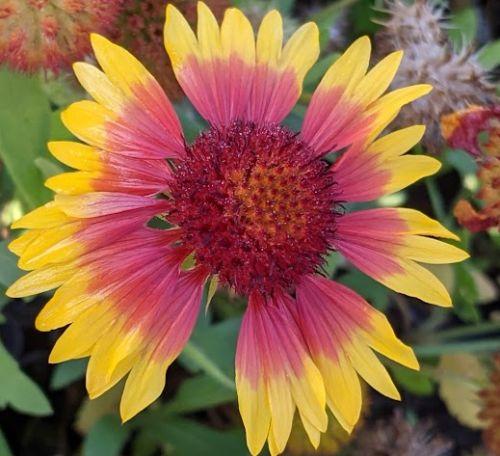 Gaillardia 'Kobold'