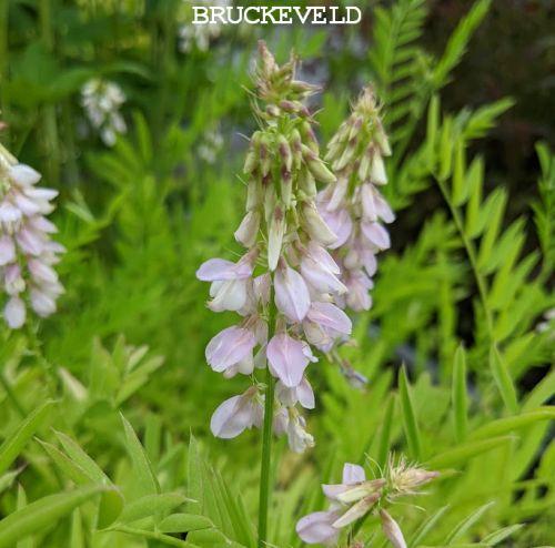 Galega officinalis