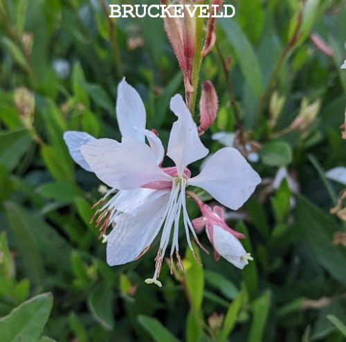 Gaura lindheimeri 'White Dove' PBR