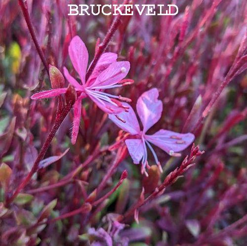 Gaura lindheimeri 'Sunset Dreams'