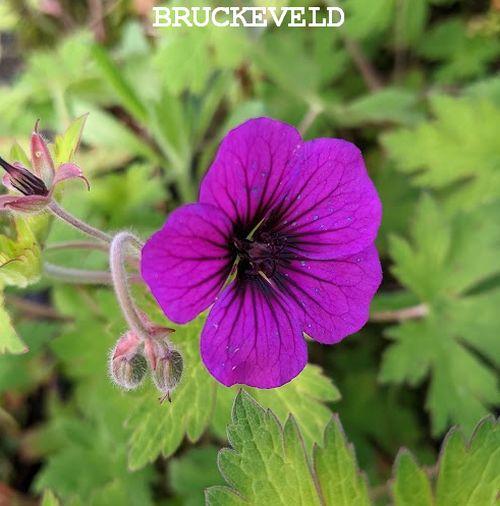 Geranium 'Ann Folkard'