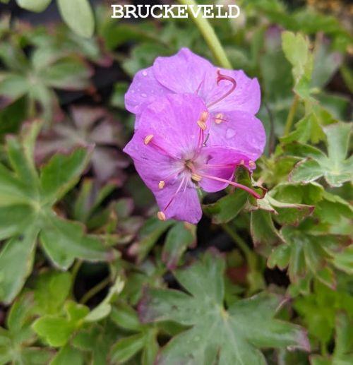 Geranium cantabrigiense 'Cambridge'