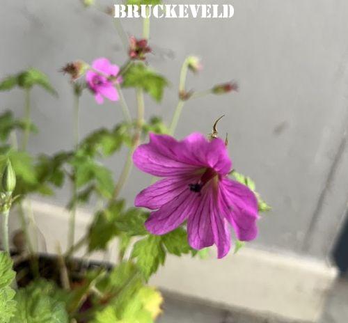 Geranium 'Elworthy Eyecatcher'