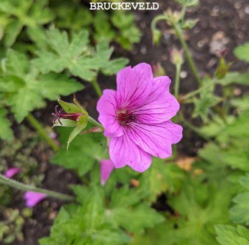 Geranium 'Elworthy Eyecatcher'