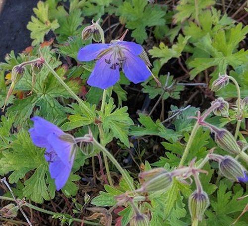 Geranium 'Johnson's Blue'