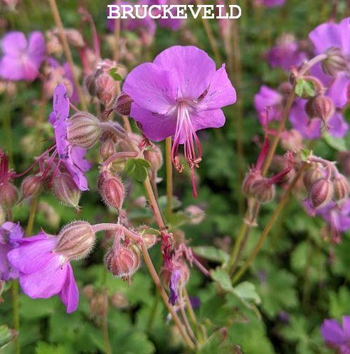 Geranium cantabrigiense 'Karmina'