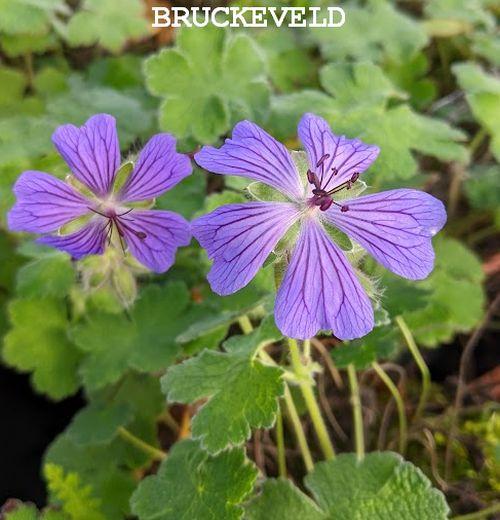 Geranium renardii 'Philippe Vapelle'