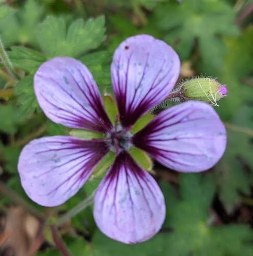 Geranium 'Salome'